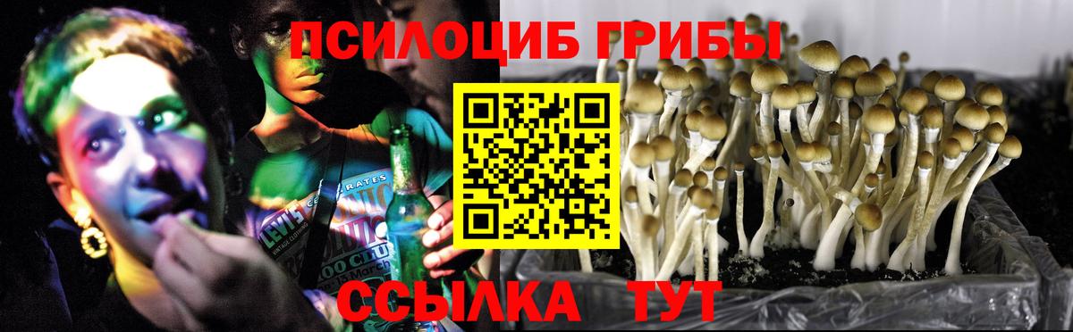 Псилоцибиновые грибы Psilocybe Кандалакша